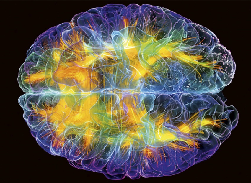 Featured image for Neuroplasticity: why is it important